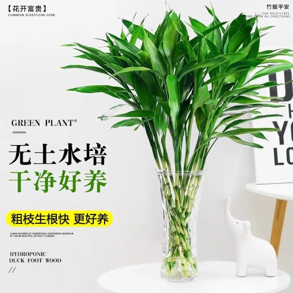 富贵竹水培植物水养发财竹